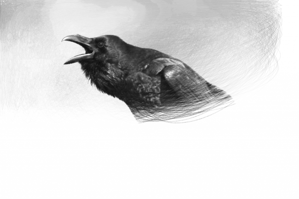 raven-jpg000597