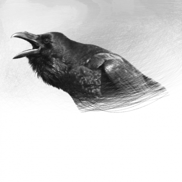 raven-jpg000597